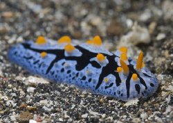 Phyllidia coelestis. Lembeh straits. D200, 60mm. by Derek Haslam 